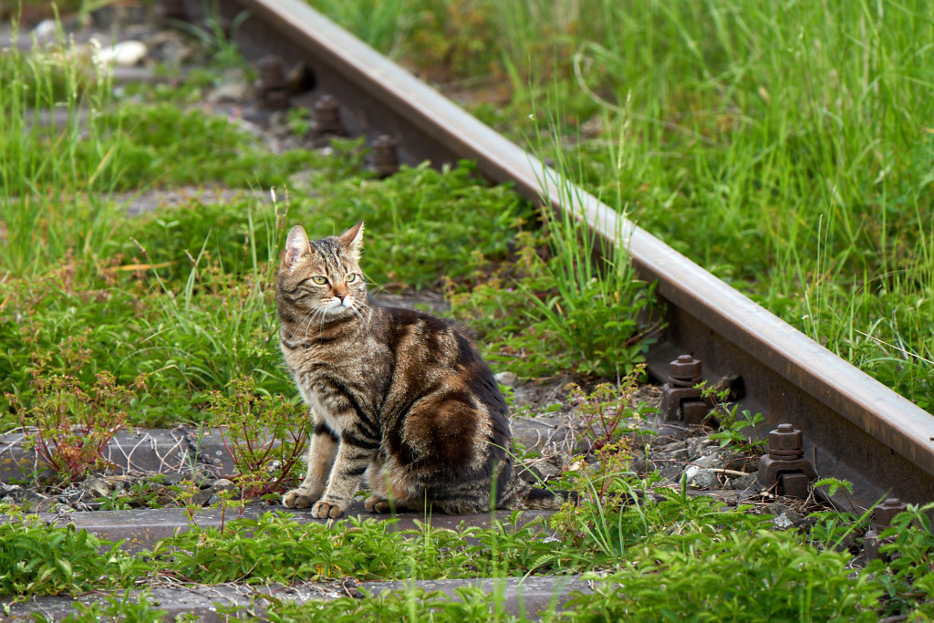 http://www.es85.de/Fotos/Tiere/Gleismiez.jpg