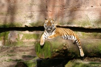 Tierfotos
